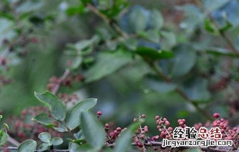 花椒的施肥技术 花椒施肥技术视频