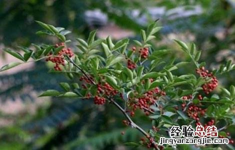 花椒的施肥技术 花椒施肥技术视频