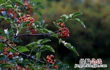 花椒的施肥技术 花椒施肥技术视频