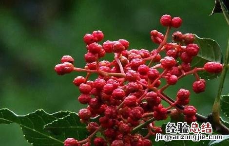 花椒的施肥技术 花椒施肥技术视频