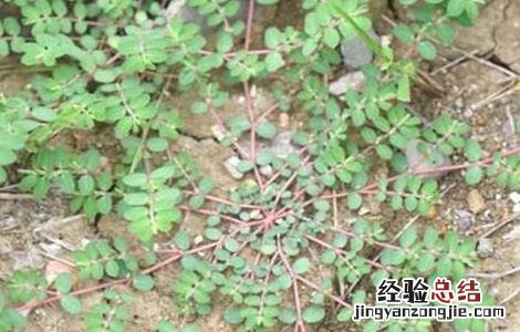 千根草种植方法和效益 千根草怎么种