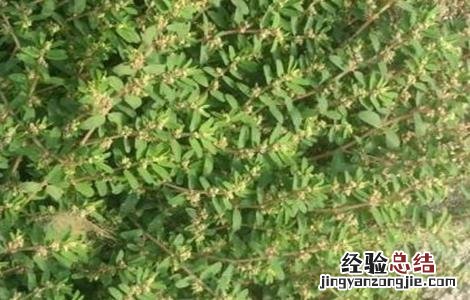 千根草种植方法和效益 千根草怎么种
