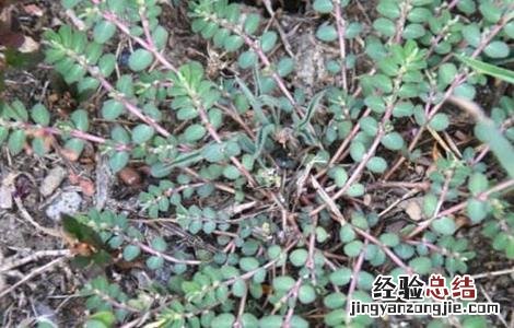 千根草种植方法和效益 千根草怎么种