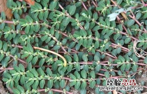 千根草种植方法和效益 千根草怎么种