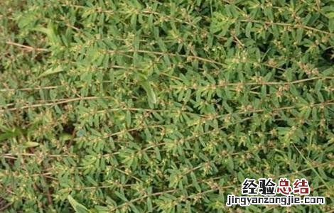 千根草种植方法和效益 千根草怎么种