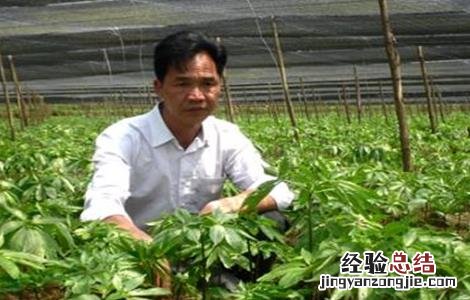 田七种植注意事项 食用田七怎么种植方法