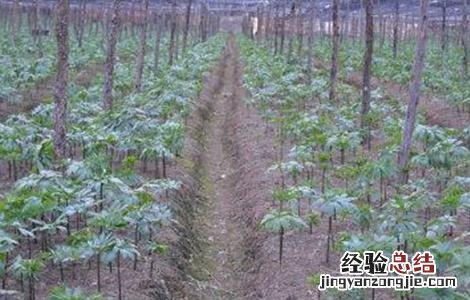 田七种植注意事项 食用田七怎么种植方法