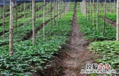 田七种植注意事项 食用田七怎么种植方法