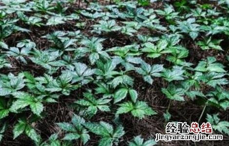 田七种植注意事项 食用田七怎么种植方法