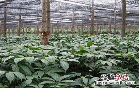 田七种植注意事项 食用田七怎么种植方法