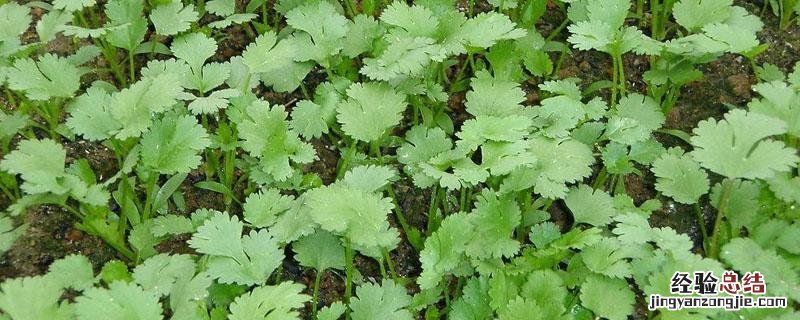 香菜播种需要盖土吗 香菜播种后上面可以盖稻草吗