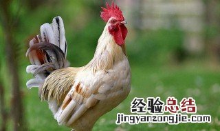 大公鸡的特点怎么写 大公鸡的外形特点和生活习性