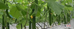 无土栽培蔬菜赚不赚钱，适合种什么蔬菜，看看这四大种类