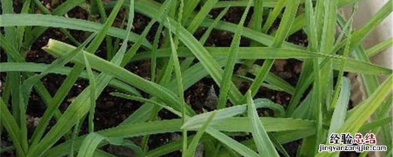 葱兰的种植方法和时间 葱兰种植方法和时间