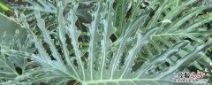 春羽种植方法和时间 春羽的养殖方法和注意事项水培