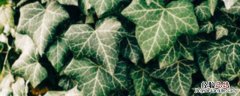 常春藤种植方法和时间视频 常春藤种植方法和时间