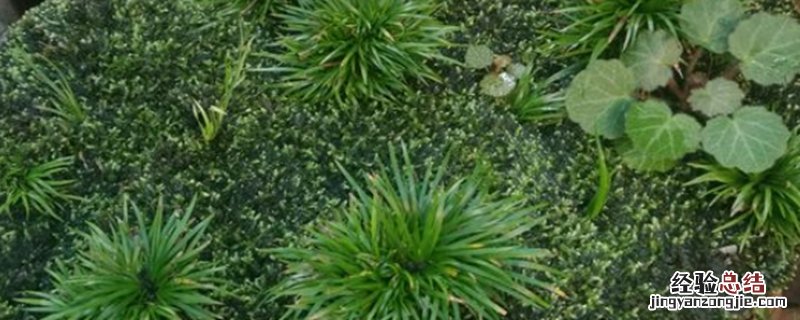 菖蒲种植方法和时间 菖蒲种植方法和时间表