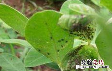 田间病虫害防治 田七常见病虫害防治方法