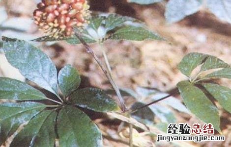 田间病虫害防治 田七常见病虫害防治方法