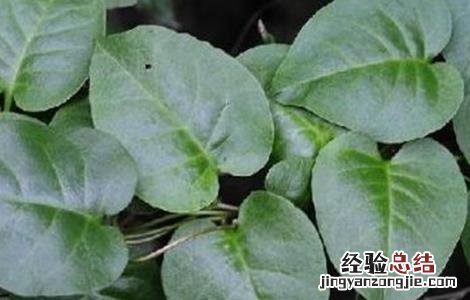 田间病虫害防治 田七常见病虫害防治方法