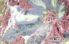 田间病虫害防治 田七常见病虫害防治方法