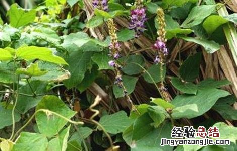 葛根的田间管理要点 葛根的田间管理要点有哪些