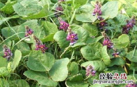 葛根的田间管理要点 葛根的田间管理要点有哪些