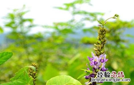 葛根的田间管理要点 葛根的田间管理要点有哪些