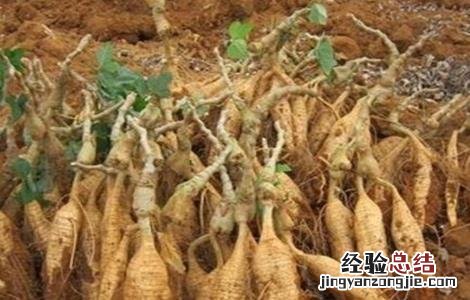 葛根的田间管理要点 葛根的田间管理要点有哪些