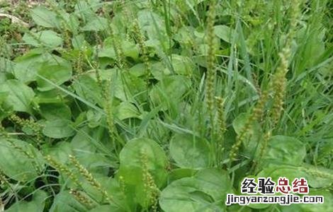 蛤蟆衣怎么种