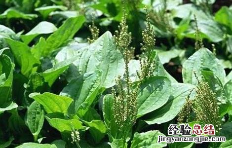 蛤蟆衣怎么种