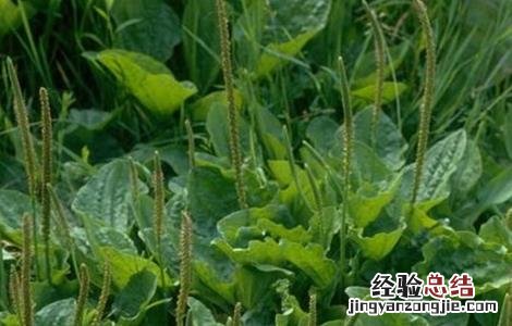 蛤蟆衣怎么种