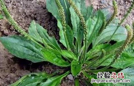 蛤蟆衣怎么种