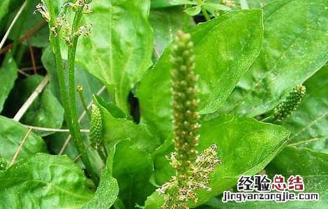 蛤蟆衣怎么种