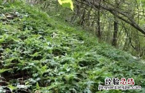 黄连如何进行田间管理 黄连如何进行田间管理
