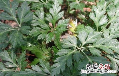 黄连如何进行田间管理 黄连如何进行田间管理