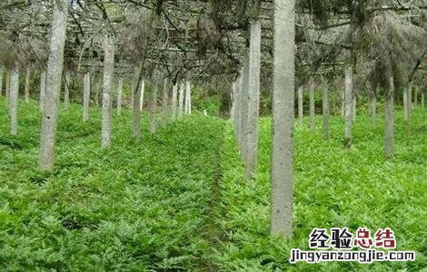 黄连如何进行田间管理 黄连如何进行田间管理