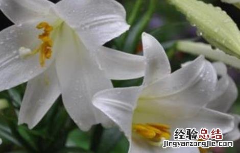 百合如何繁殖 百合如何繁殖?