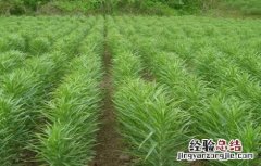 百合如何繁殖 百合如何繁殖?