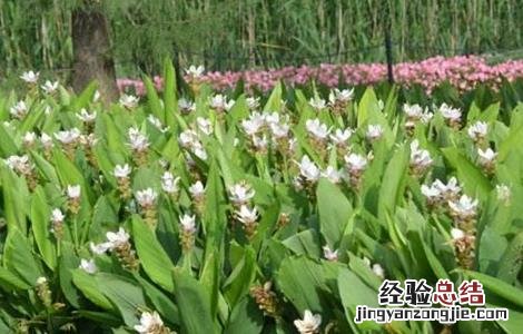 姜黄适宜种植在什么地方 姜黄种植需要注意哪些问题