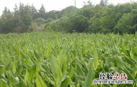 姜黄适宜种植在什么地方 姜黄种植需要注意哪些问题
