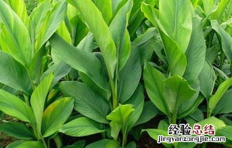姜黄适宜种植在什么地方 姜黄种植需要注意哪些问题