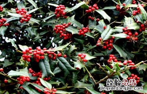 枸骨种植需要注意哪些问题 枸骨种植方法注意事项