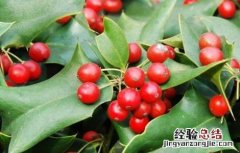 枸骨种植需要注意哪些问题 枸骨种植方法注意事项