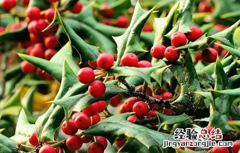枸骨种植需要注意哪些问题 枸骨种植方法注意事项