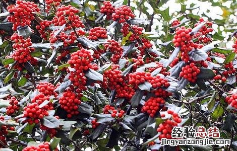 枸骨种植需要注意哪些问题 枸骨种植方法注意事项