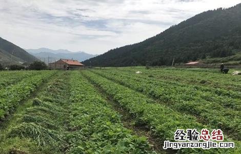 当归如何育苗图片 当归如何育苗