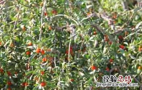枸杞蚜虫防治技术 枸杞蚜虫防治技术研究