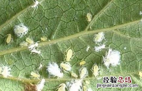 枸杞蚜虫防治技术 枸杞蚜虫防治技术研究