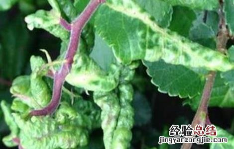 枸杞蚜虫防治技术 枸杞蚜虫防治技术研究